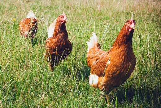 Drei braune Hühner im Gras laufend 