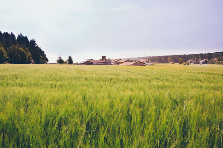 Ackerfläche mit Getreide, im Hintergrund die Landwirtschaftsgebäude