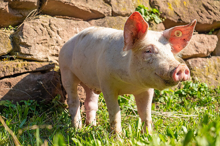 glückliches Schwein im Freien