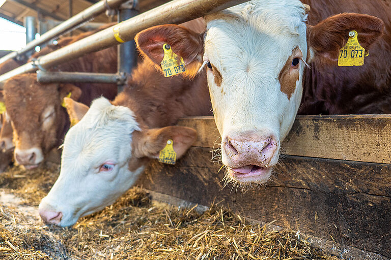 zwei Bullen im Stall