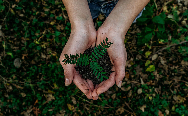 Hände halten Erde, in der eine kleine Pflanze wächst - (c) Noah Buscher Unsplash